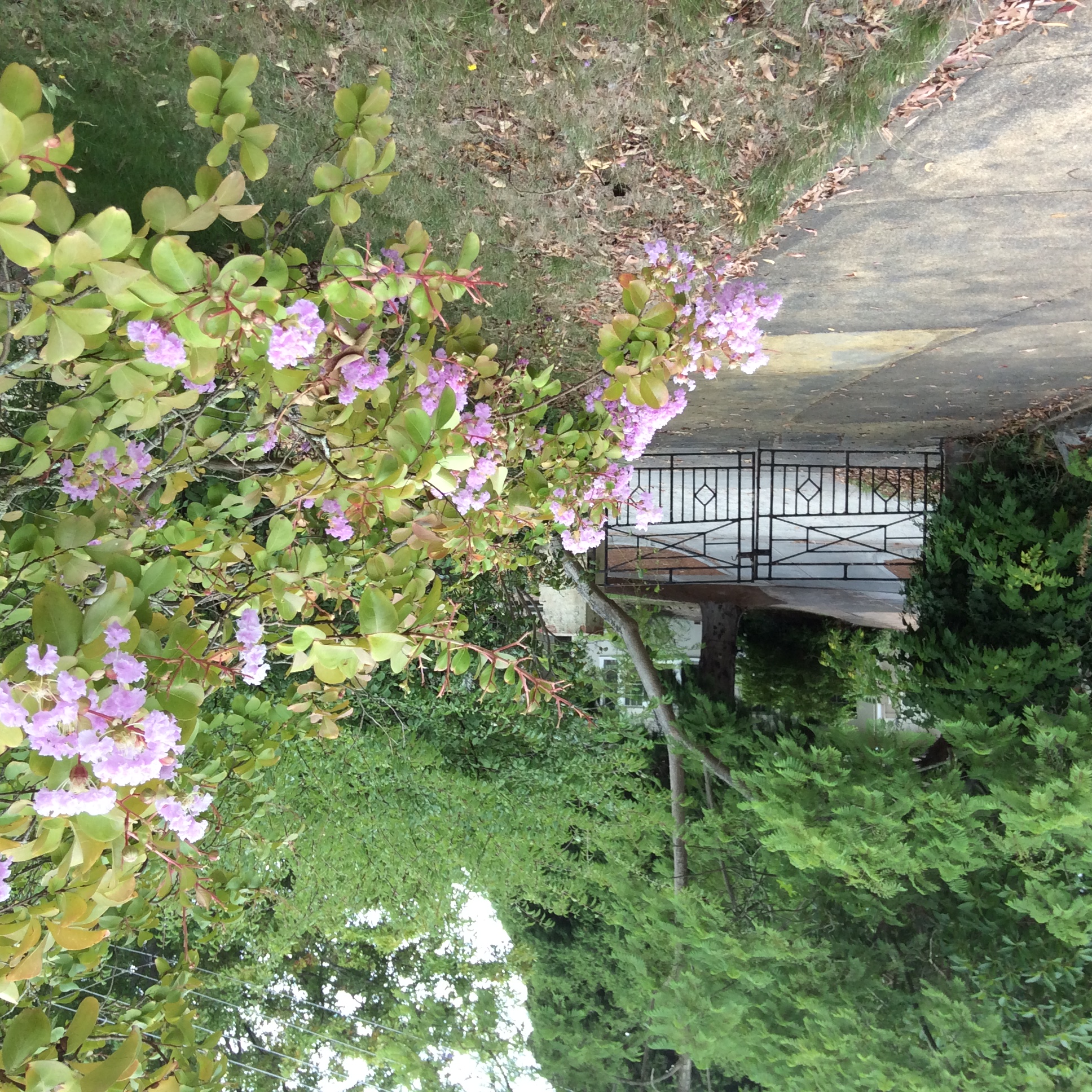 IMG_0763.JPEG